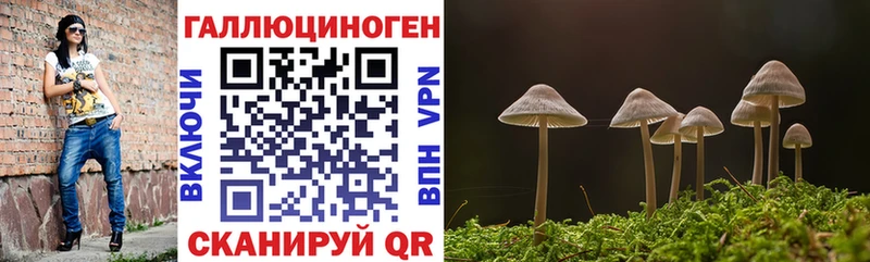 Псилоцибиновые грибы Psilocybe  купить наркоту  Алдан 
